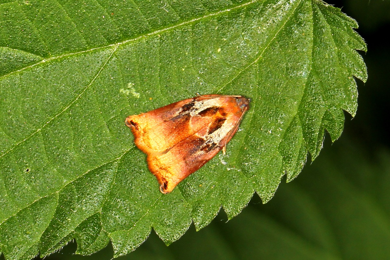 Archips podana (Scopoli, 1763) - Tordeuse de l'Osier (mâle)