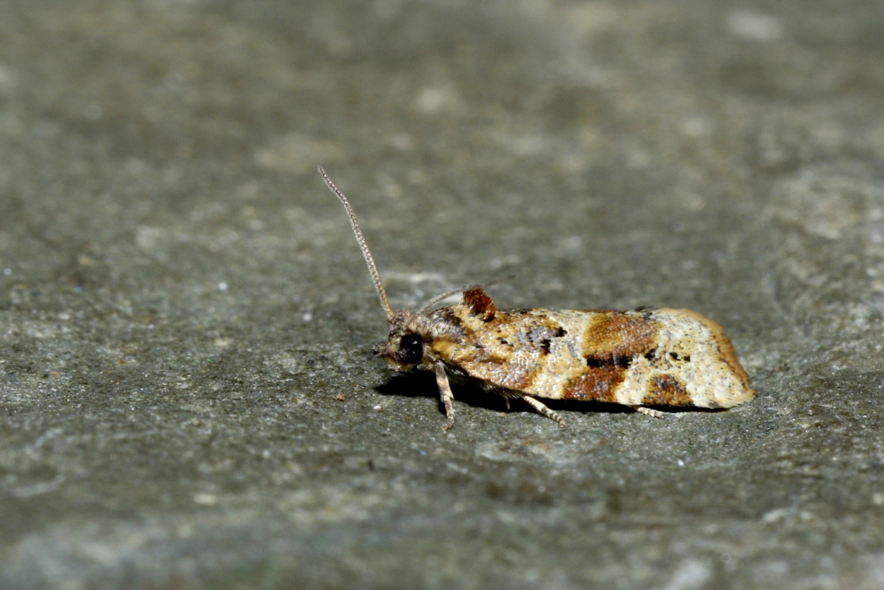 Argyrotaenia ljungiana (Thunberg, 1797) - Eulia, Petite Tordeuse de la Grappe