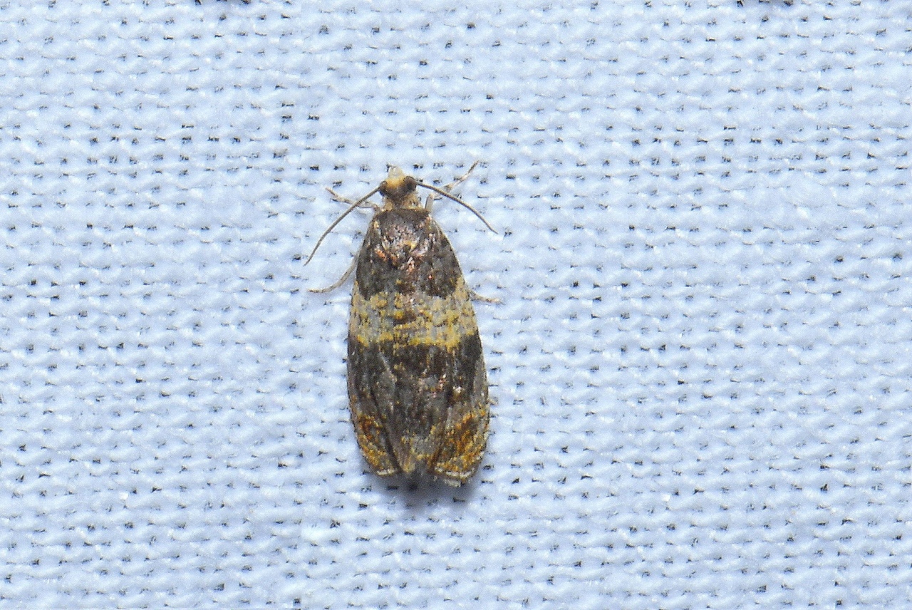 Celypha aurofasciana (Haworth, 1811)