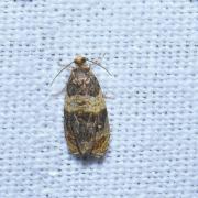 Celypha aurofasciana (Haworth, 1811)