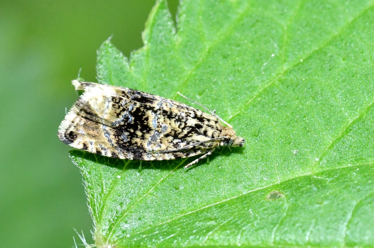 Celypha lacunana (Denis & Schiffermüller, 1775) - Tordeuse des Fraisiers