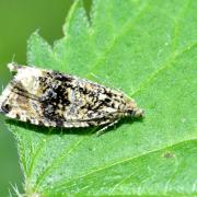 Celypha lacunana (Denis & Schiffermüller, 1775) - Tordeuse des Fraisiers