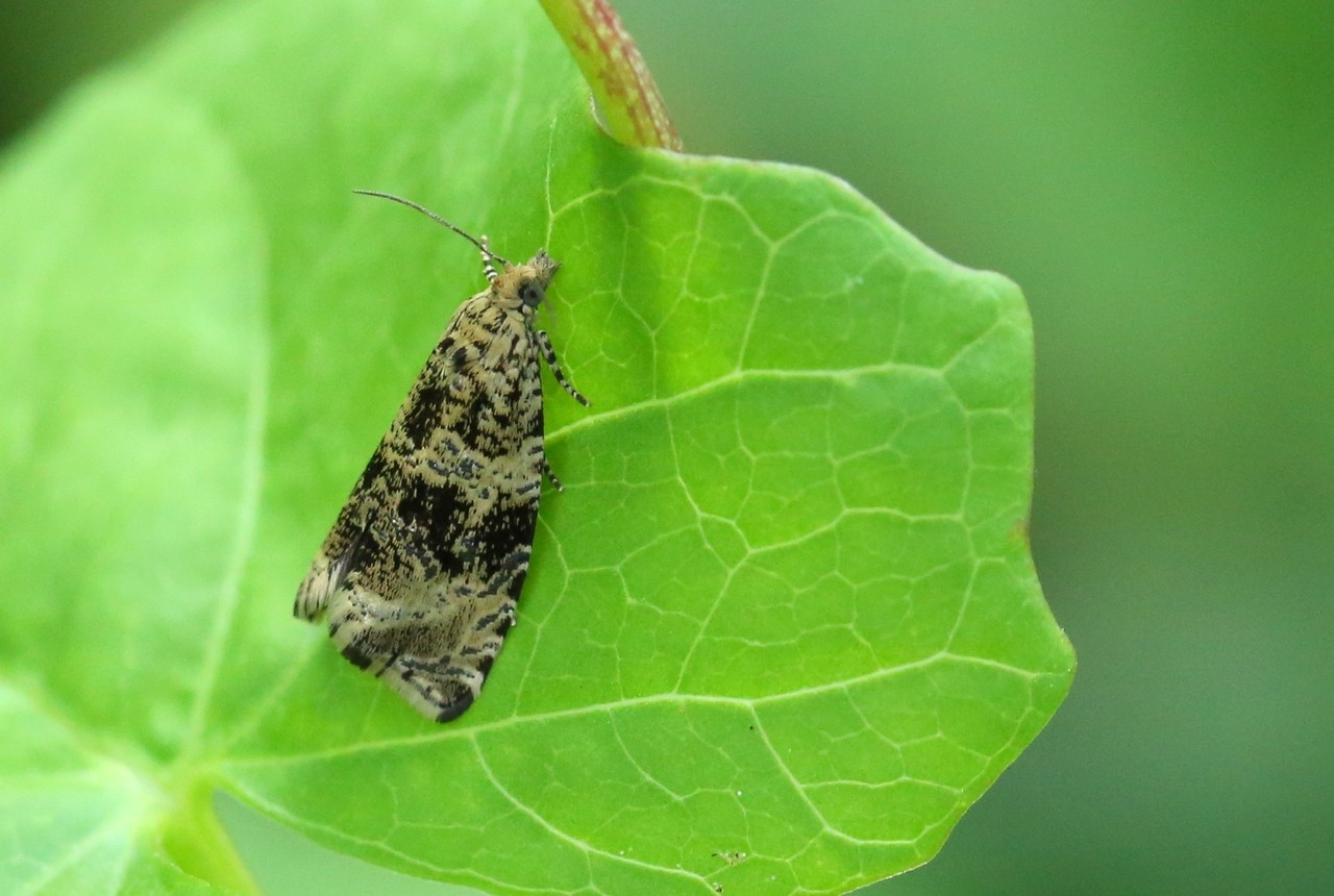 Celypha lacunana (Denis & Schiffermüller, 1775) - Tordeuse des Fraisiers