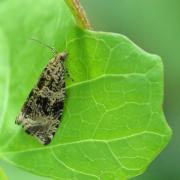 Celypha lacunana (Denis & Schiffermüller, 1775) - Tordeuse des Fraisiers