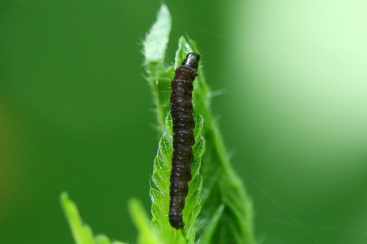 Celypha lacunana (Denis & Schiffermüller, 1775) - Tordeuse des Fraisiers (chenille)