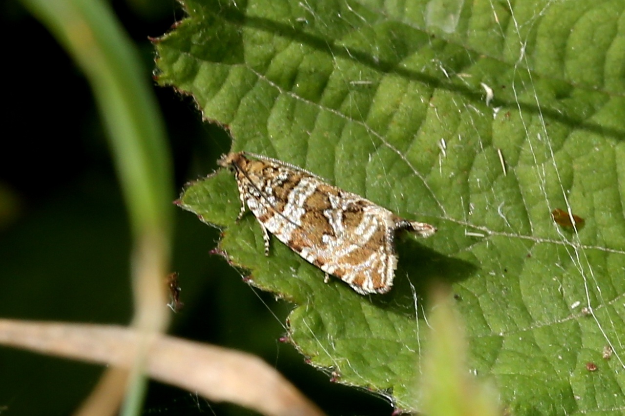 Celypha rivulana (Scopoli, 1763) - Séricore fluxueuse