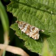 Celypha rivulana (Scopoli, 1763) - Séricore fluxueuse