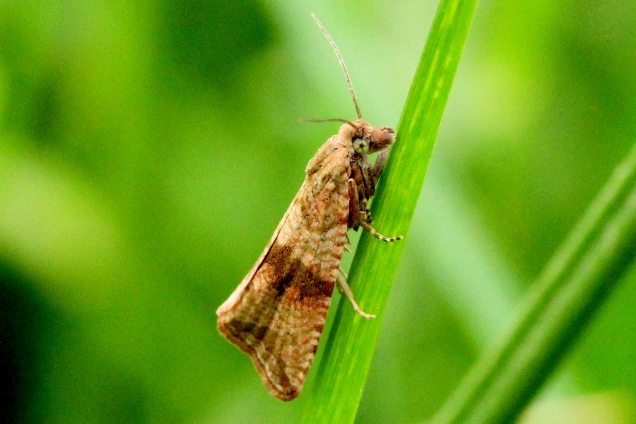 Celypha striana (Denis & Schiffermüller, 1775) - Tordeuse striée