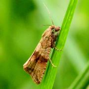 Celypha striana (Denis & Schiffermüller, 1775) - Tordeuse striée