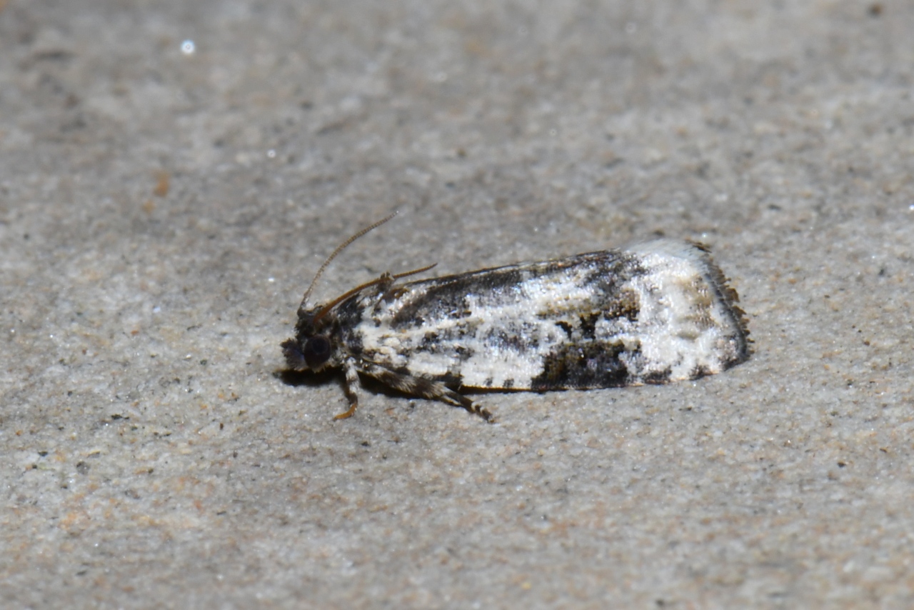 Celypha woodiana (Barrett, 1882)