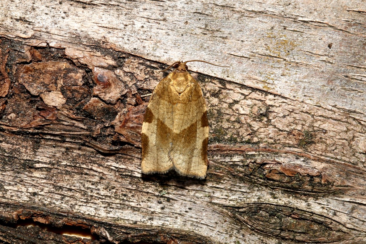 Choristoneura hebenstreitella (O.F. Müller, 1764) - Tordeuse du Sorbier