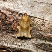 Choristoneura hebenstreitella (O.F. Müller, 1764) - Tordeuse du Sorbier