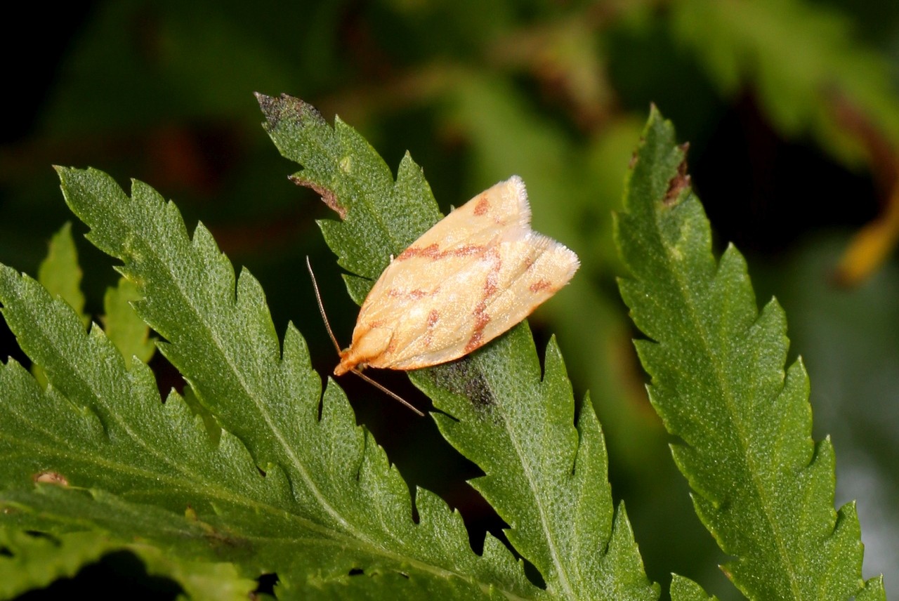 Clepsis pallidana (Fabricius, 1777) - Clepsis zébré