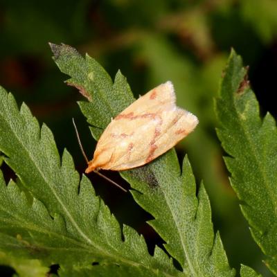 Clepsis pallidana (Fabricius, 1777) - Clepsis zébré