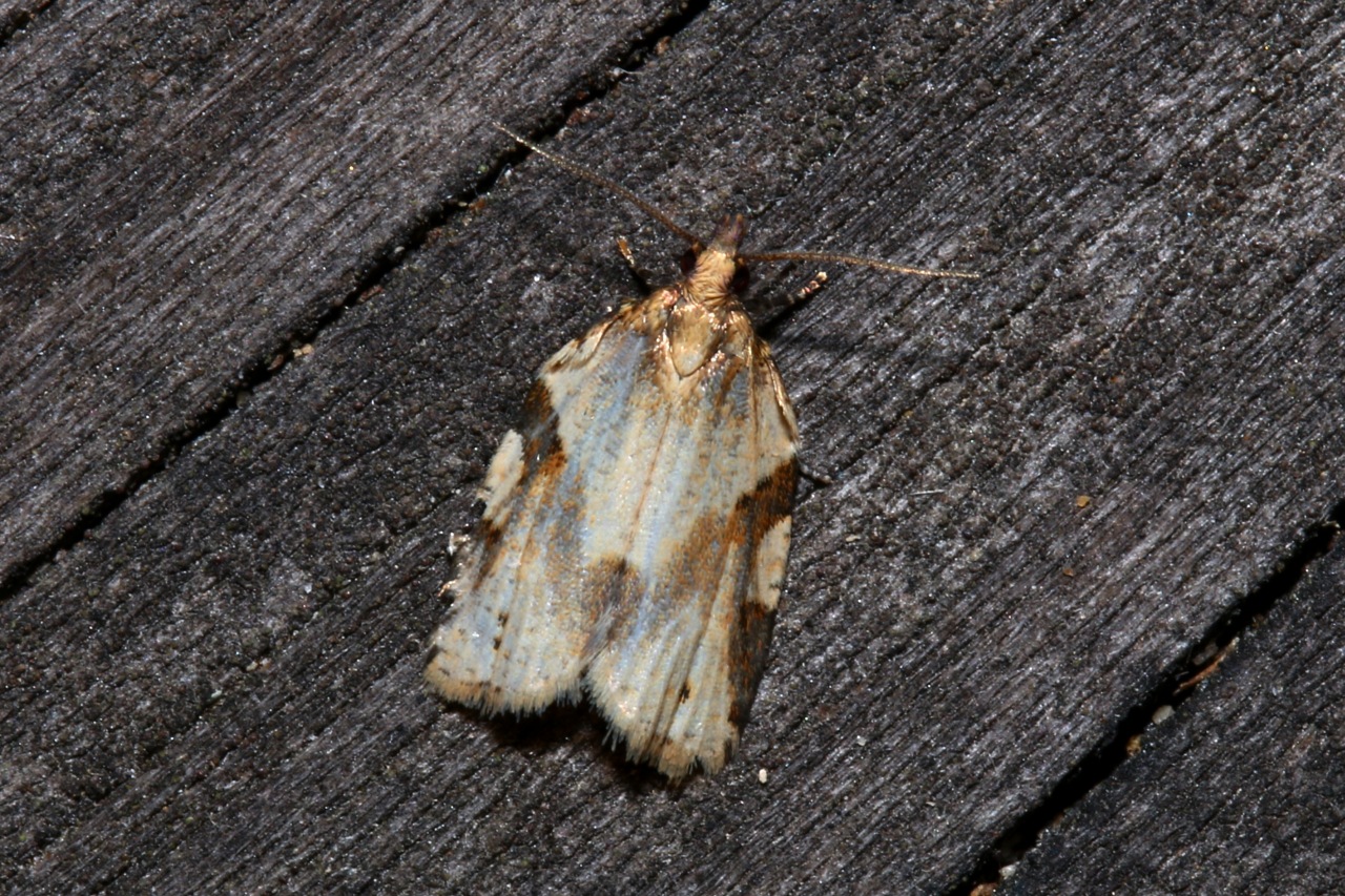 Clepsis spectrana (Treitschke, 1830) - Tordeuse Spectre, Tordeuse du Chou