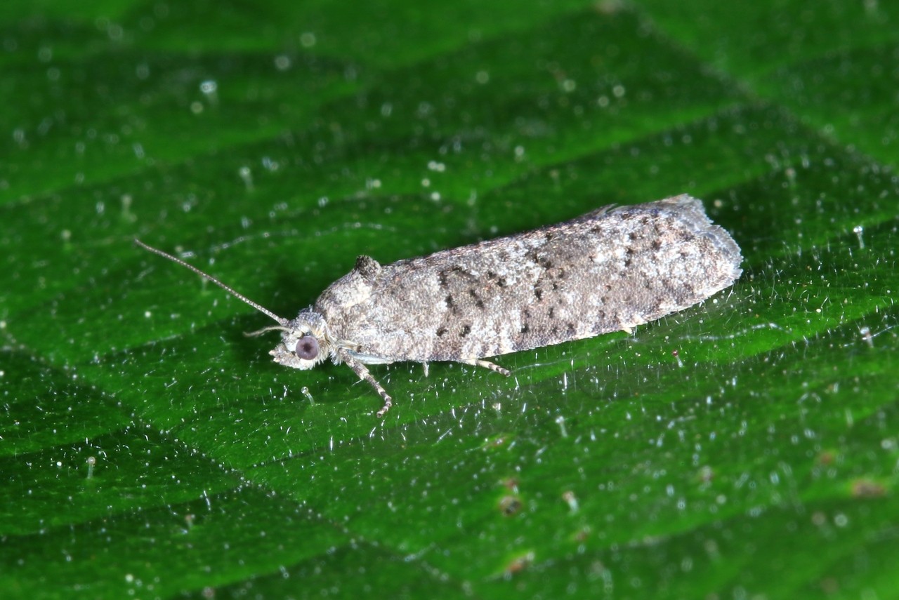 Cnephasia sp