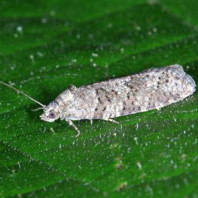 Cnephasia sp