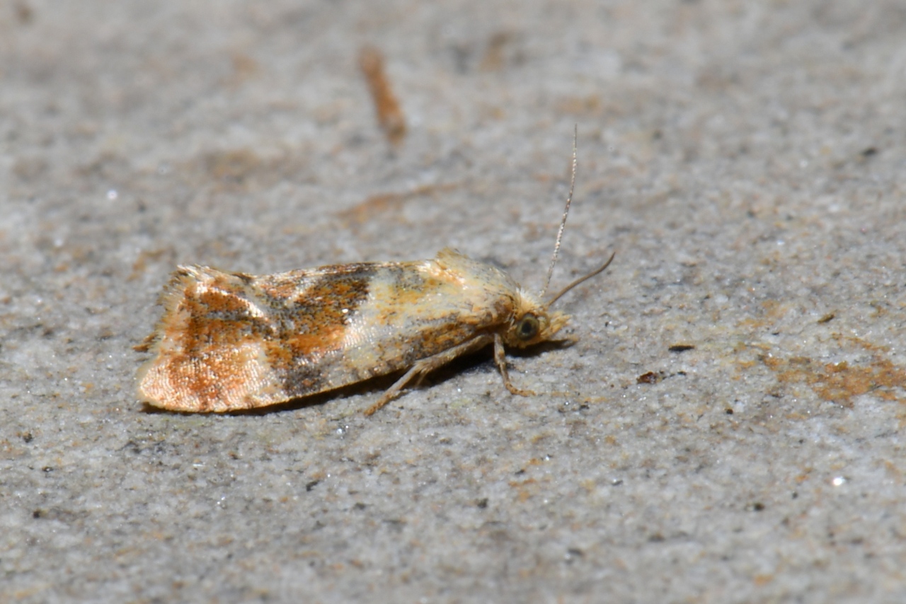 Cochylidia rupicola (Curtis, 1834)