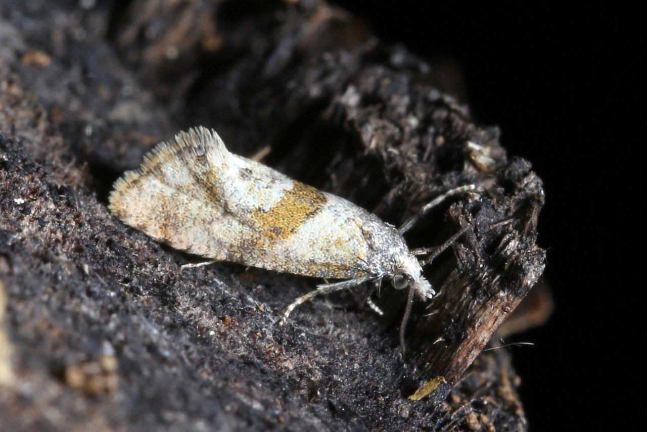 Cochylidia heydeniana / implicitana