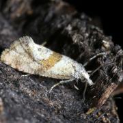 Cochylidia heydeniana / implicitana