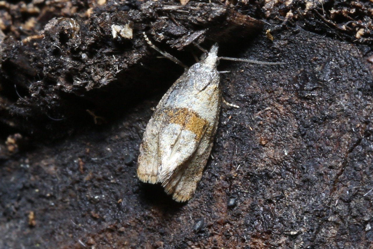 Cochylidia heydeniana / implicitana