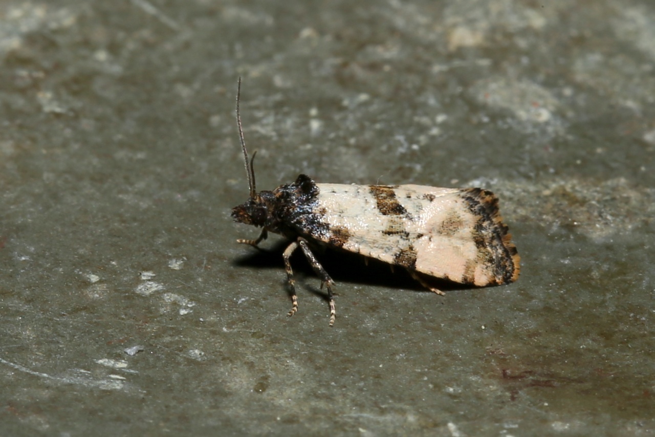 Cochylis atricapitana (Stephens, 1852) 