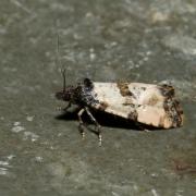 Cochylis atricapitana (Stephens, 1852) 