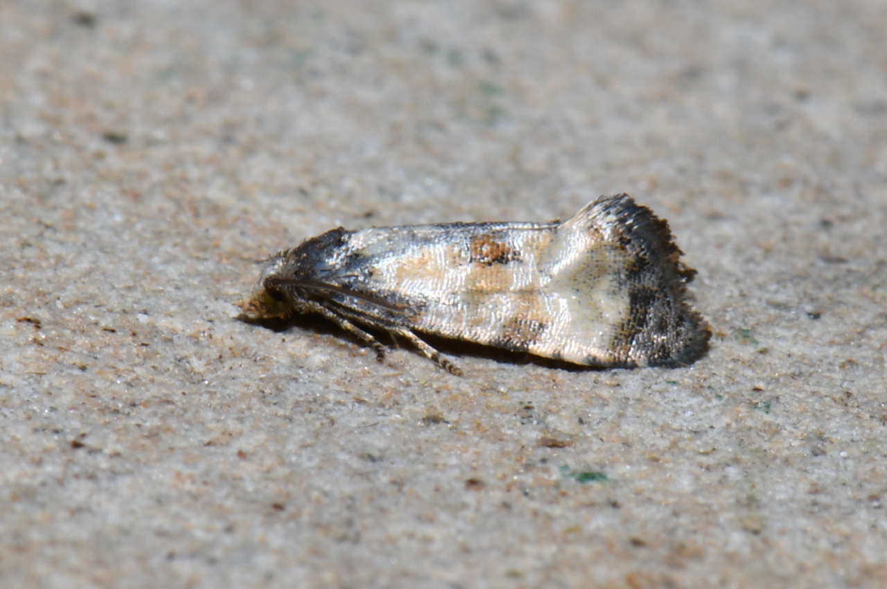 Cochylis dubitana (Hübner, 1799) 