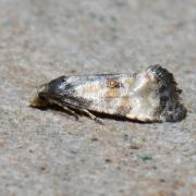 Cochylis dubitana (Hübner, 1799) 