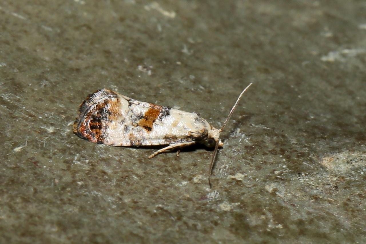 Cochylis hybridella (Hübner, 1813) - Cochylis des Crépides