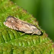 Cydia nigricana (Fabricius, 1794) - Tordeuse du Pois