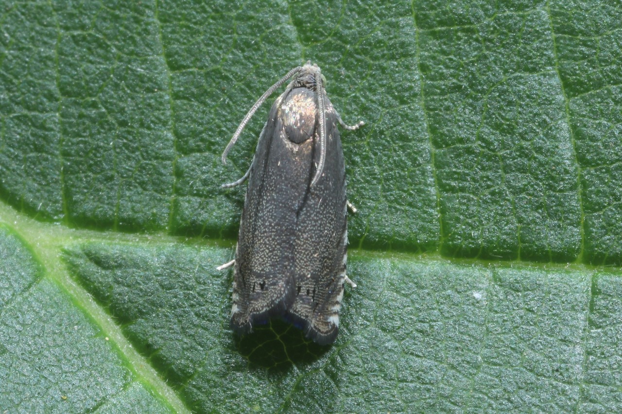 Cydia nigricana (Fabricius, 1794) - Tordeuse du Pois