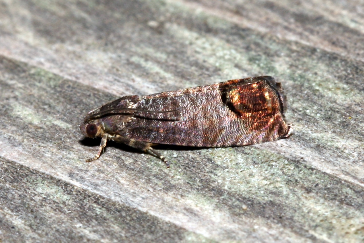 Cydia pomonella (Linnaeus, 1758) - Carpocapse des Pommes