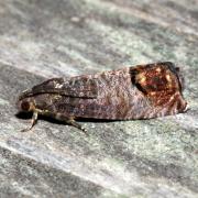 Cydia pomonella (Linnaeus, 1758) - Carpocapse des Pommes