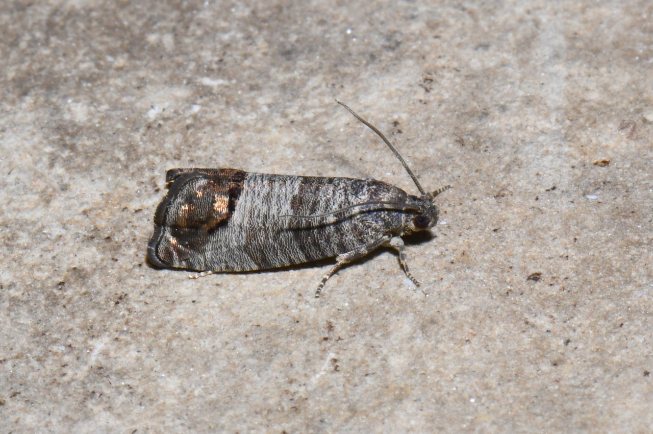 Cydia pomonella (Linnaeus, 1758) - Carpocapse des Pommes 