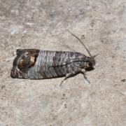 Cydia pomonella (Linnaeus, 1758) - Carpocapse des Pommes 