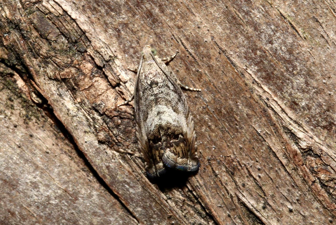 Cydia splendana (Hübner, 1799) - Carpocapse des Châtaignes