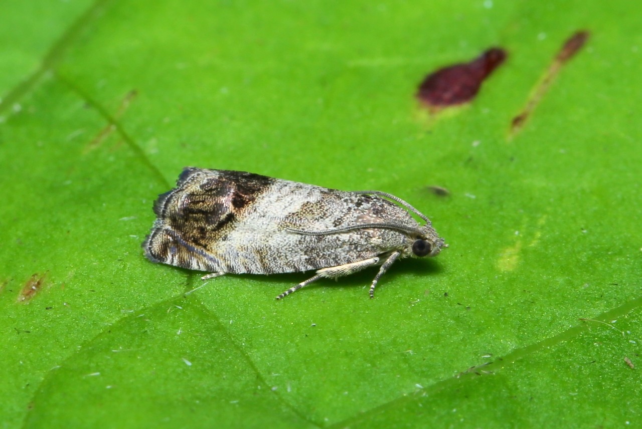 Cydia splendana (Hübner, 1799) - Carpocapse des Châtaignes