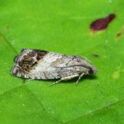 Cydia splendana (Hübner, 1799) - Carpocapse des Châtaignes