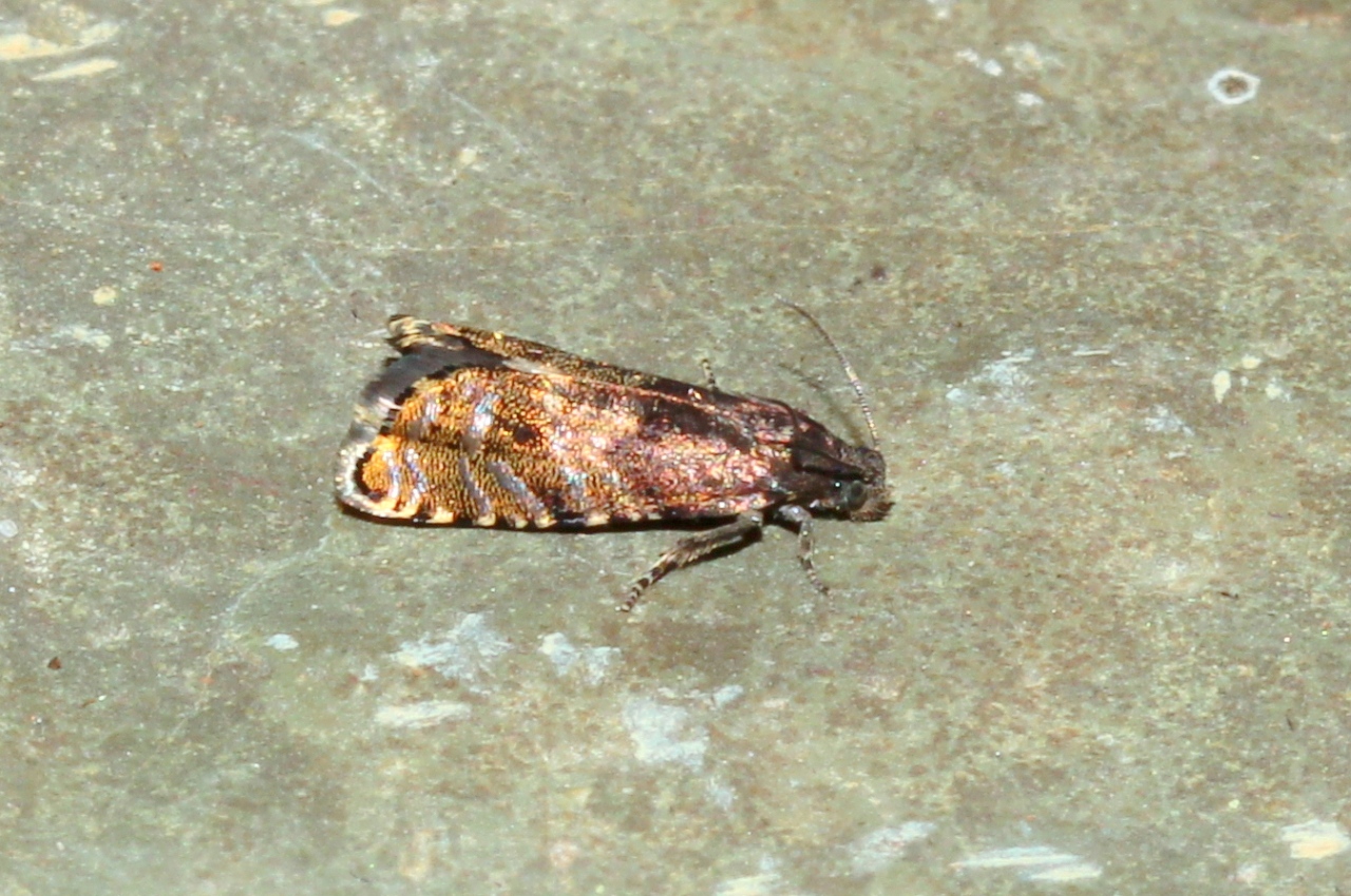 Cydia strobilella (Linnaeus, 1758) - Tordeuse des graines de l'Epinette