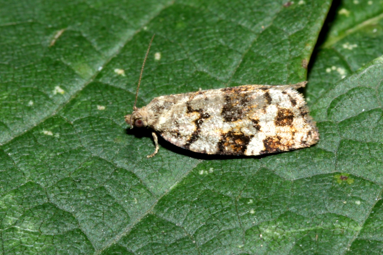 Dichelia histrionana (Frölich, 1828) - Tordeuse bouffonne