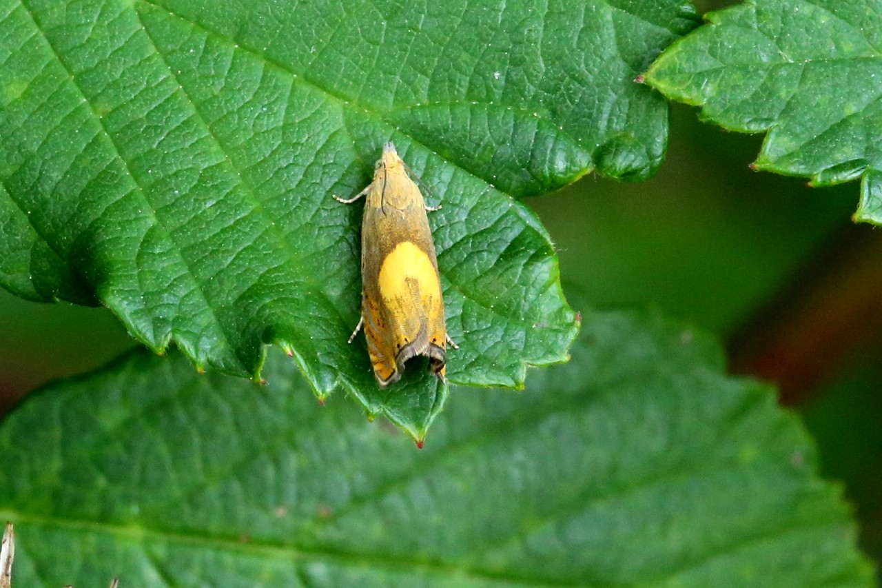 Dichrorampha alpinana/flavidorsana