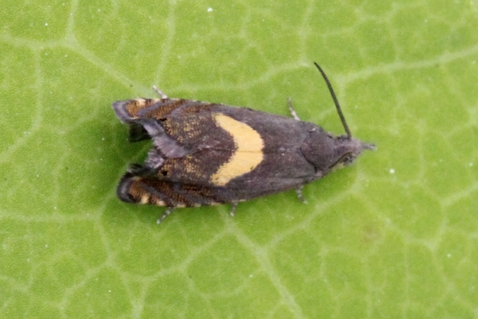 Dichrorampha petiverella (Linnaeus, 1758)