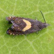 Dichrorampha petiverella (Linnaeus, 1758)