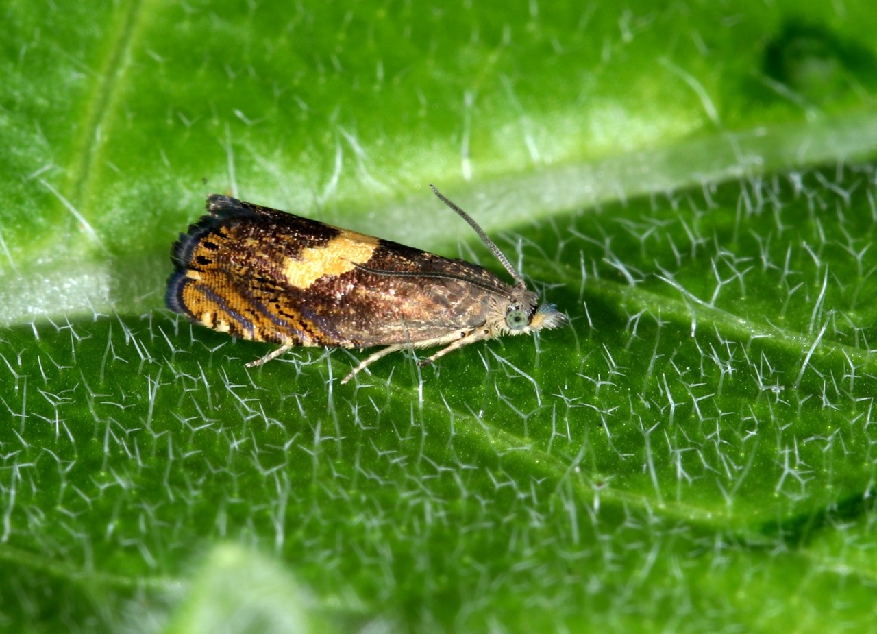 Dichrorampha petiverella (Linnaeus, 1758)