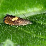 Dichrorampha petiverella (Linnaeus, 1758)