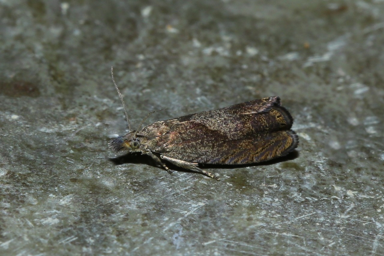 Dichrorampha simpliciana (Haworth, 1811)