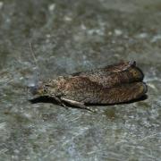 Dichrorampha simpliciana (Haworth, 1811)