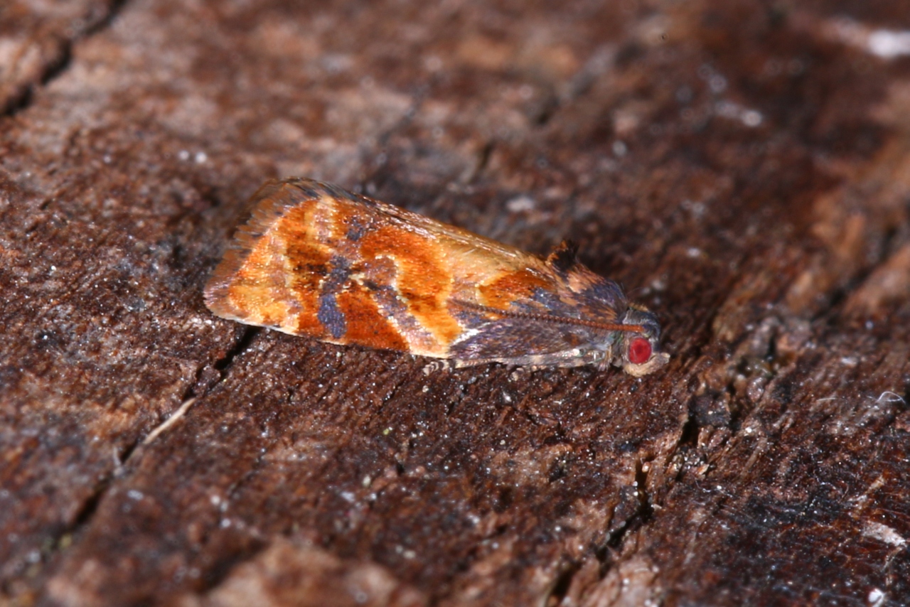 Ditula angustiorana (Haworth, 1811)