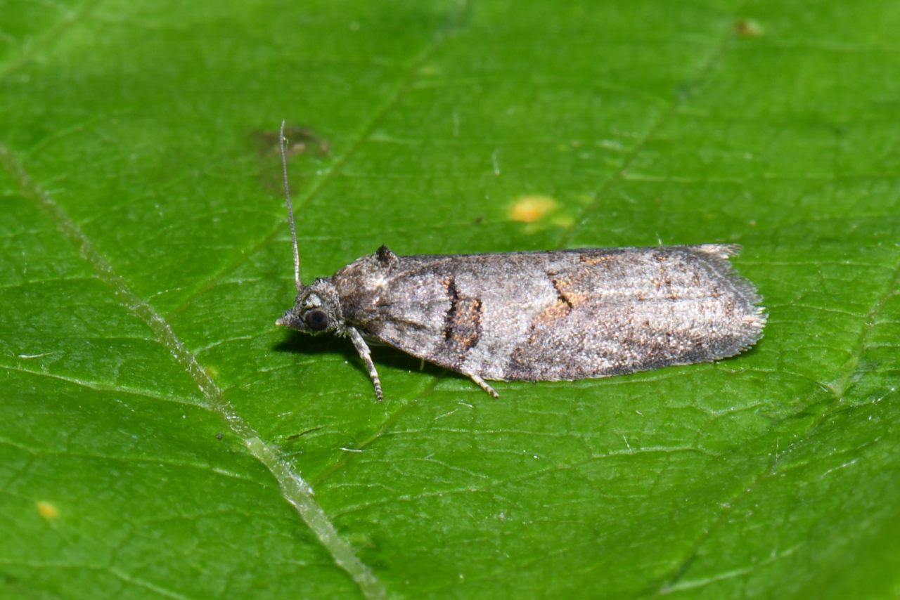 Eana incanana (Stephens, 1852) 